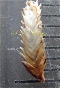  Spikelet